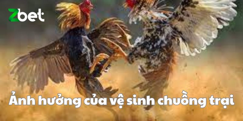 Ảnh hưởng của vệ sinh chuồng trại