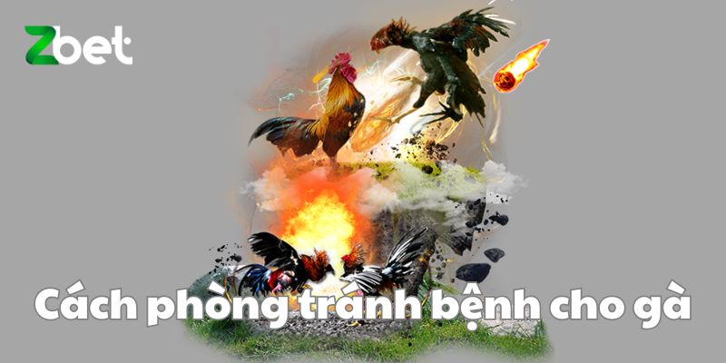 Cách phòng tránh bệnh cho gà