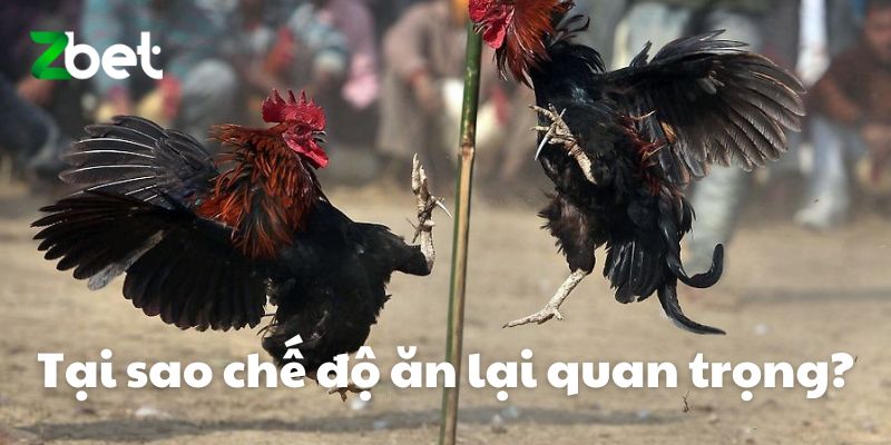 Tại sao chế độ ăn lại quan trọng?
