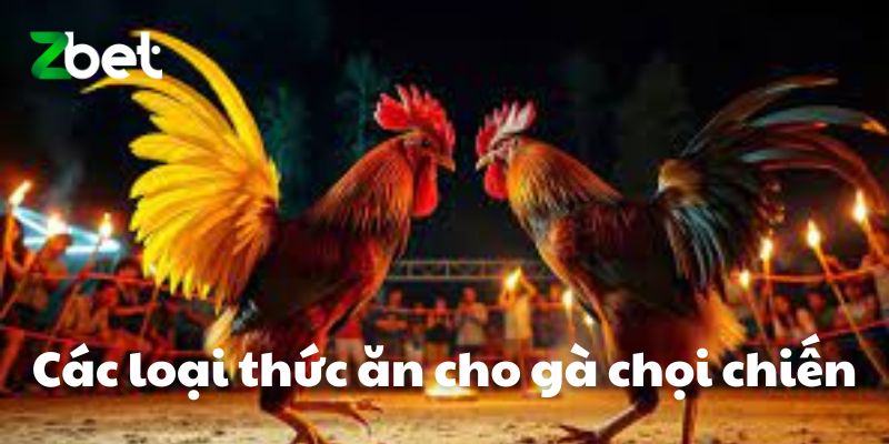 Các loại thức ăn cho gà chọi chiến